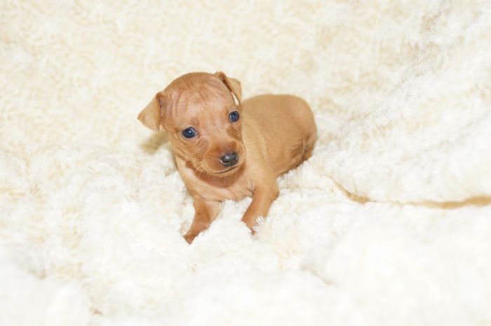 小ぶり！！【レッド】女の子（072102）ミニチュアピンシャー