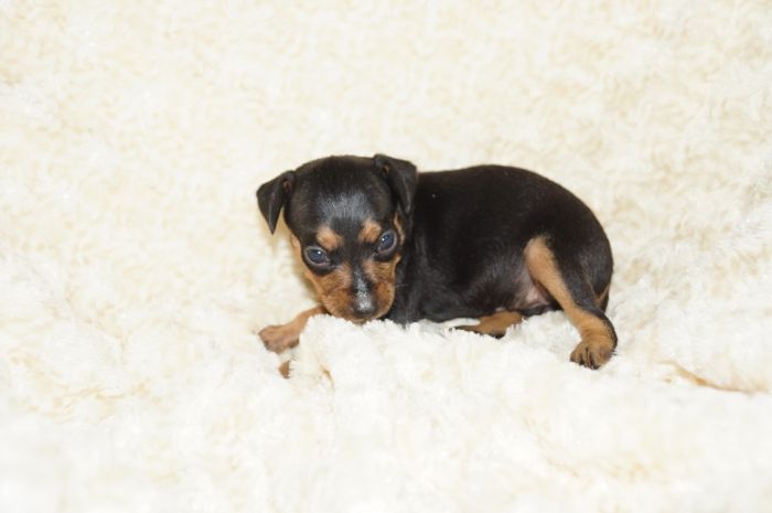 小ぶり！！【ブラックタン】女の子（072103）ミニチュアピンシャー