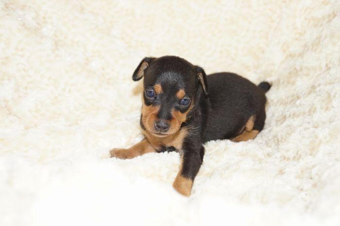 小ぶり！！【ブラックタン】男の子（080501）ミニチュアピンシャー