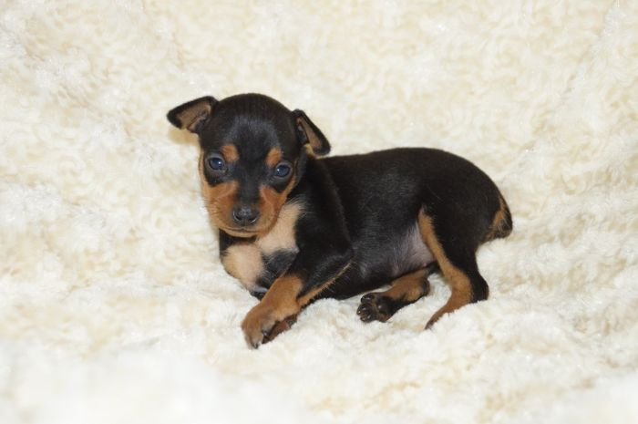 小ぶり！！【ブラックタン】女の子（080502）ミニチュアピンシャー