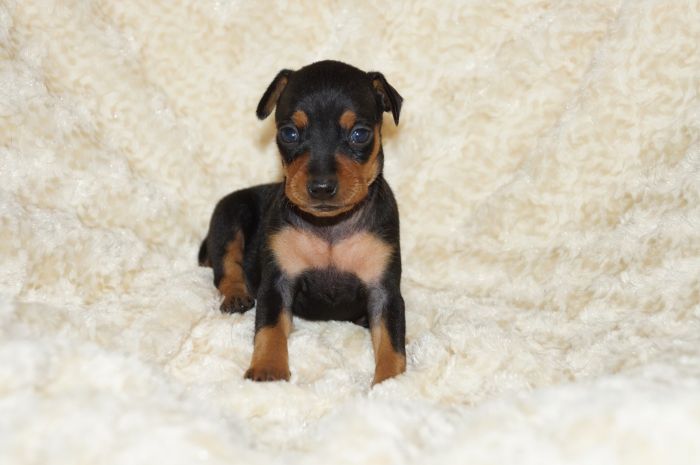 小ぶり！！【ブラックタン】女の子（080503）ミニチュアピンシャー