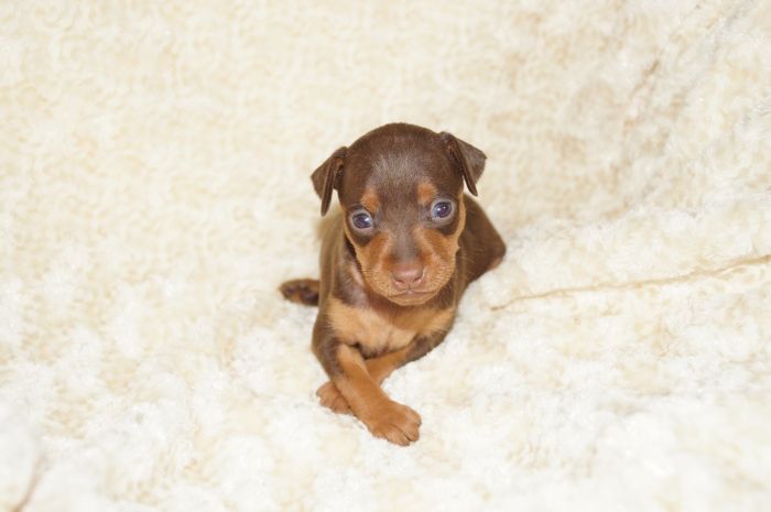 小ぶり人気色！！【チョコタン】女の子（080402）ミニチュアピンシャー