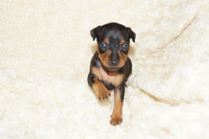 小ぶり！！【ブラックタン】女の子（080401）ミニチュアピンシャー