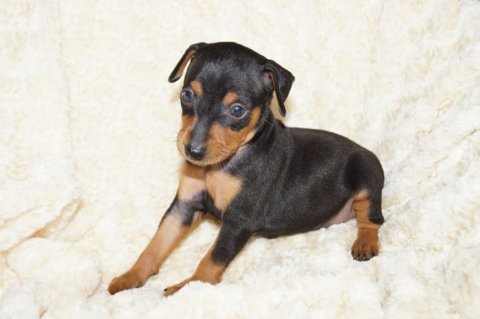 【ブラックタン】男の子（081802）ミニチュアピンシャー