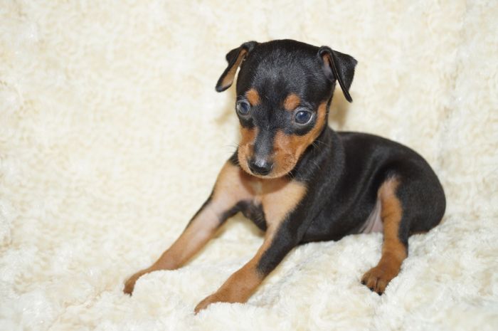 【ブラックタン】女の子（081801）ミニチュアピンシャー