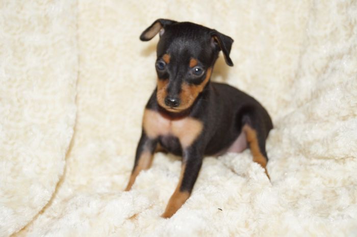 【ブラックタン】男の子（081803）ミニチュアピンシャー