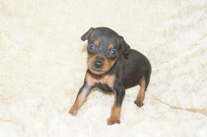 小ぶり！！【ブラックタン】男の子（091501）ミニチュアピンシャー