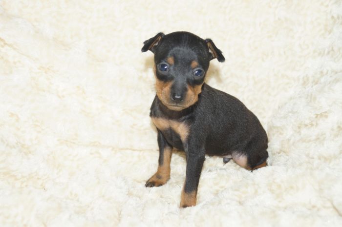 小ぶり！！【ブラックタン】男の子（091502）ミニチュアピンシャー