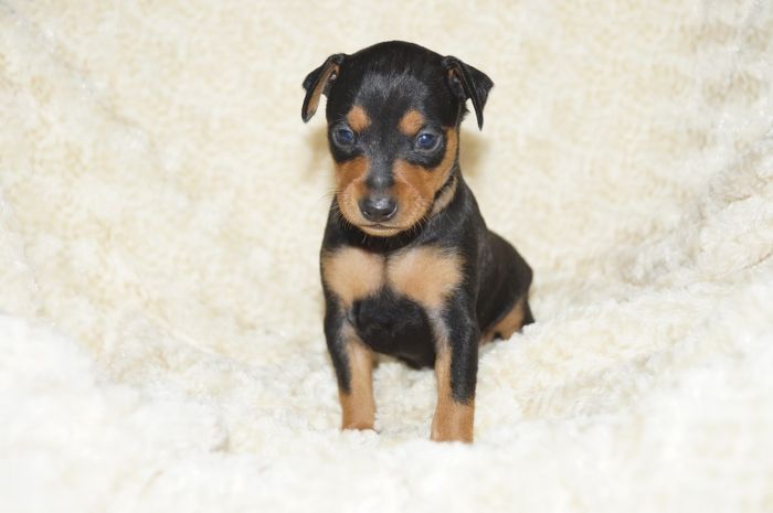 【ブラックタン】男の子（101306）ミニチュアピンシャー