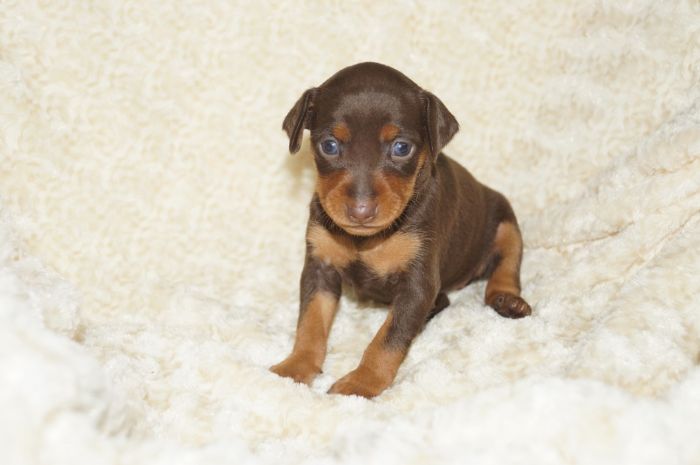 人気色！！【チョコタン】女の子（101305）ミニチュアピンシャー