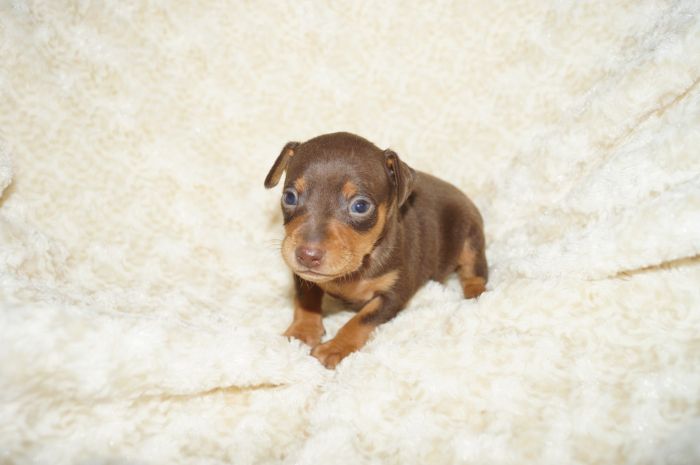 小ぶり！！【チョコタン】男の子（101302）ミニチュアピンシャー