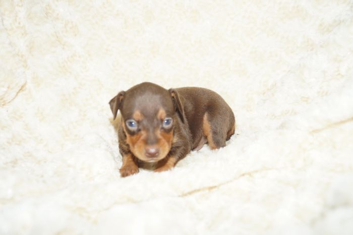 小ぶり！！【チョコタン】男の子（101303）ミニチュアピンシャー