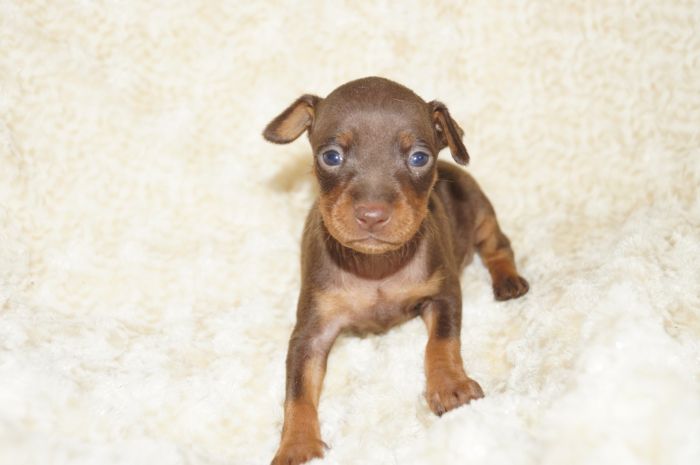 小ぶり！！【チョコタン】女の子（101304）ミニチュアピンシャー