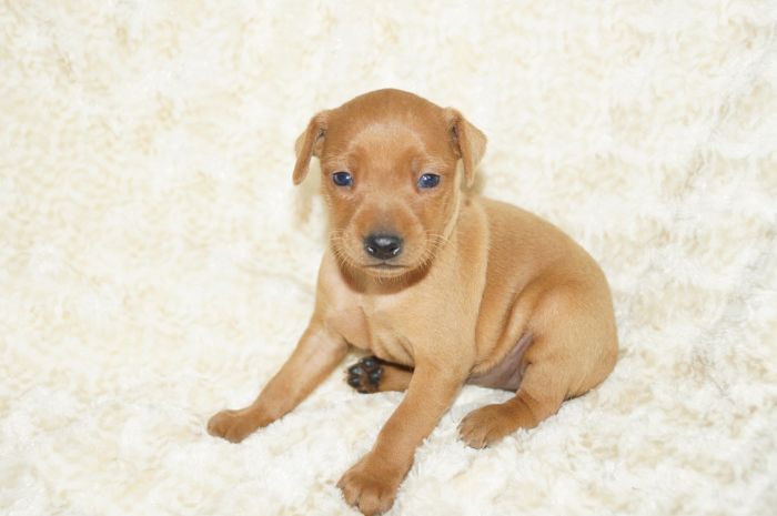 【レッド】男の子（101301）ミニチュアピンシャー