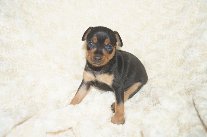 【ブラックタン】男の子（102001）ミニチュアピンシャー