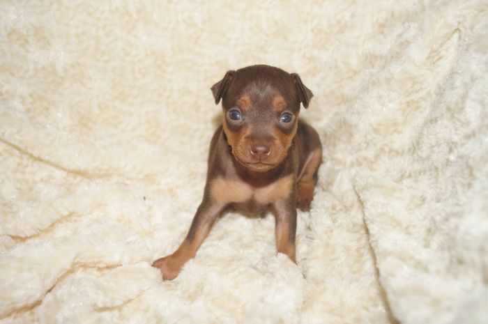 小ぶり！！【チョコタン】男の子（102002）ミニチュアピンシャー