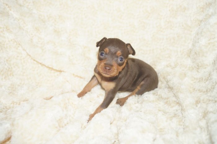 小ぶり美人！！【チョコタン】女の子（102003）ミニチュアピンシャー