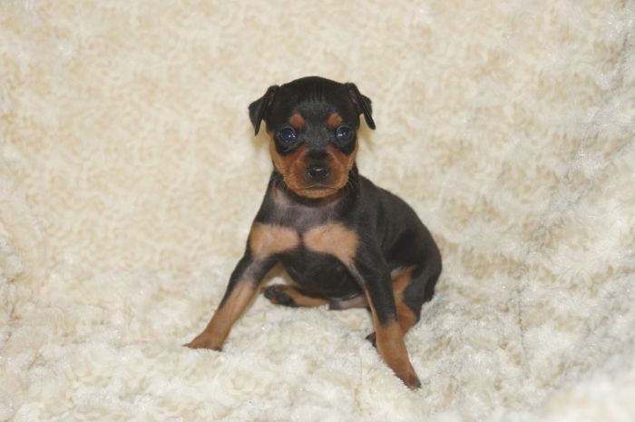 小ぶりイケメン！！【ブラックタン】男の子（102004）ミニチュアピンシャー