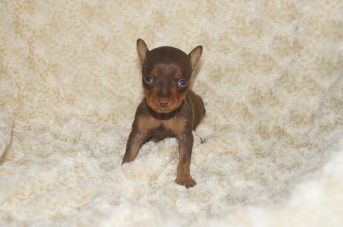 極小！！【チョコタン】男の子（102601）ミニチュアピンシャー