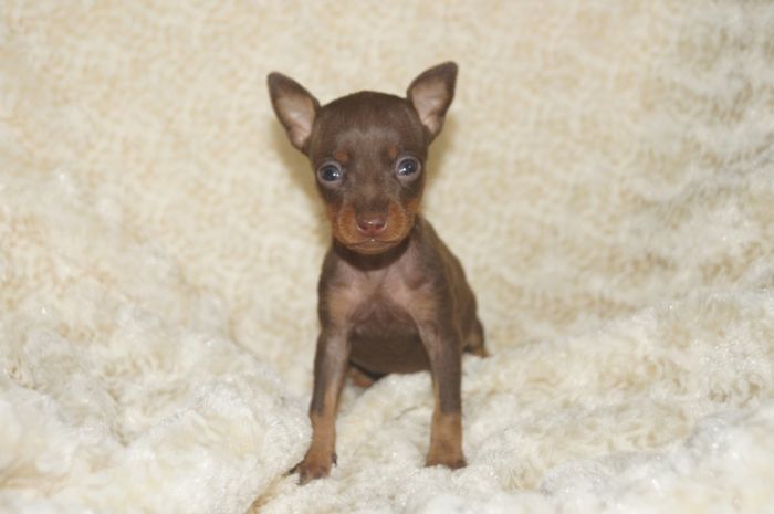 極小！！【チョコタン】女の子（102602）ミニチュアピンシャー