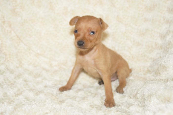 小ぶり！！【レッド】男の子（102701）ミニチュアピンシャー