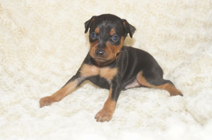 小ぶり！！【ブラックタン】男の子（102702）ミニチュアピンシャー