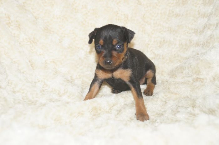 小ぶり！！【ブラックタン】男の子（102703）ミニチュアピンシャー