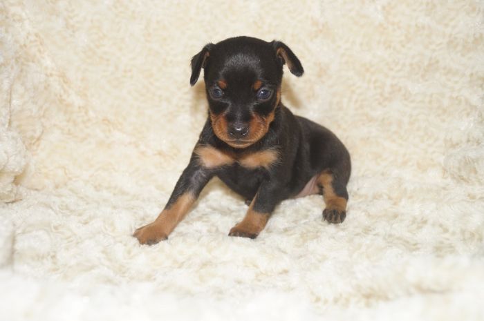 【ブラックタン】男の子（110301）ミニチュアピンシャー