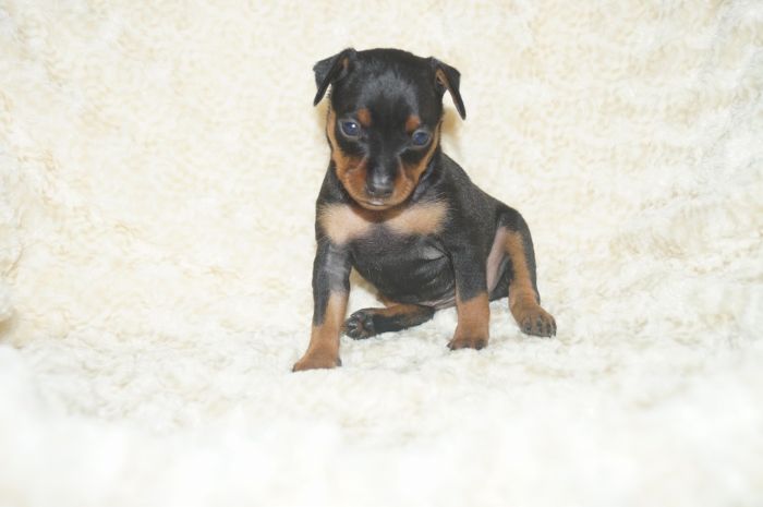 【ブラックタン】女の子（110302）ミニチュアピンシャー