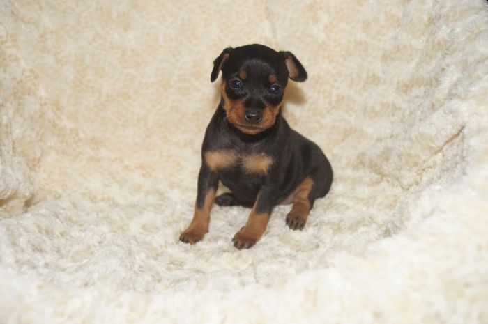 【ブラックタン】女の子（110303）ミニチュアピンシャー