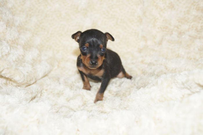 極小！！【ブラックタン】男の子（111401）ミニチュアピンシャー