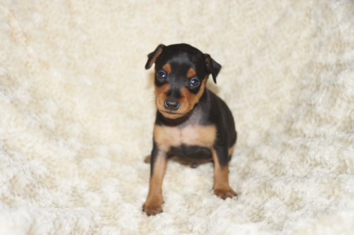 【ブラックタン】男の子（120101）ミニチュアピンシャー