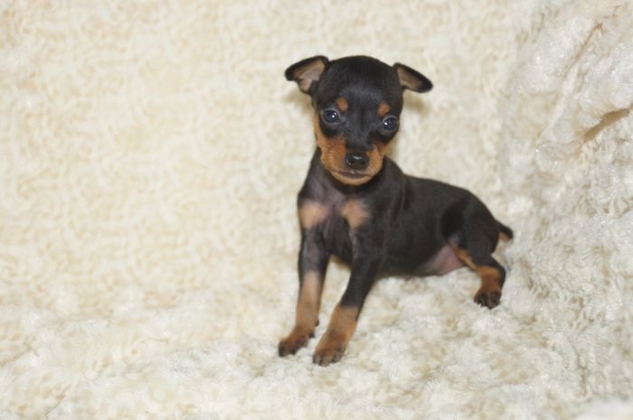 極小！！【ブラックタン】男の子（120801）ミニチュアピンシャー