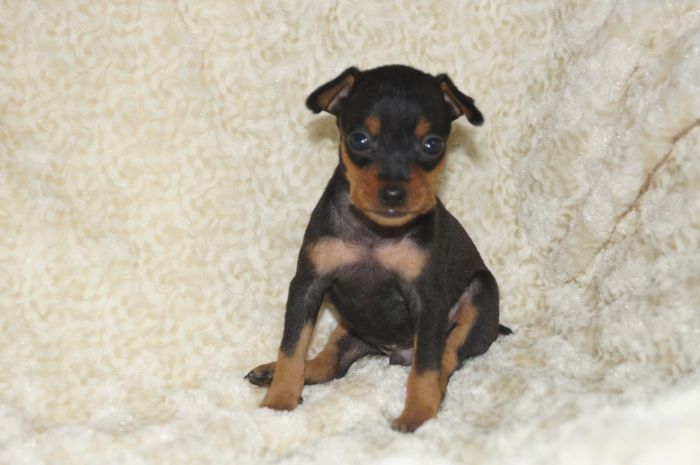 イケメン小ぶり！！【ブラックタン】男の子（120802）ミニチュアピンシャー