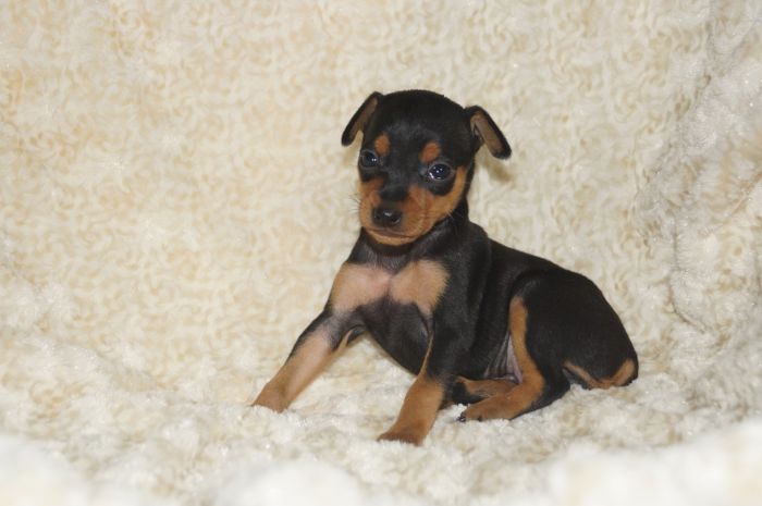 イケメン小ぶり！！【ブラックタン】男の子（120803）ミニチュアピンシャー