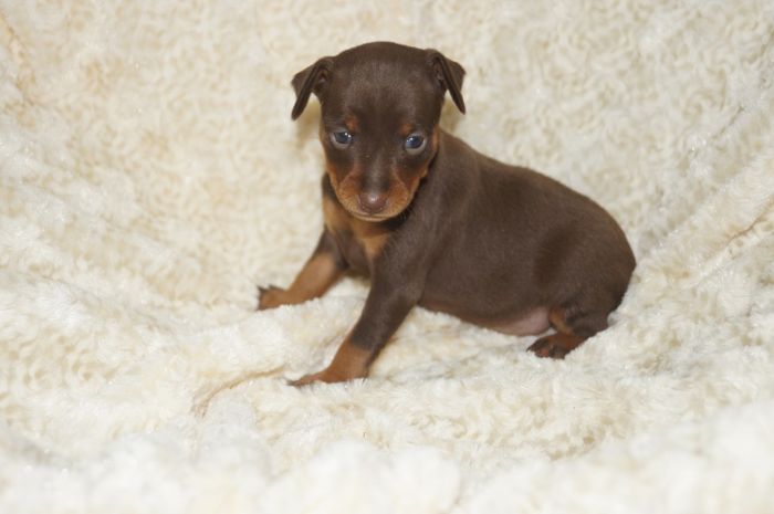 人気色！！【チョコタン】女の子（121501）ミニチュアピンシャー