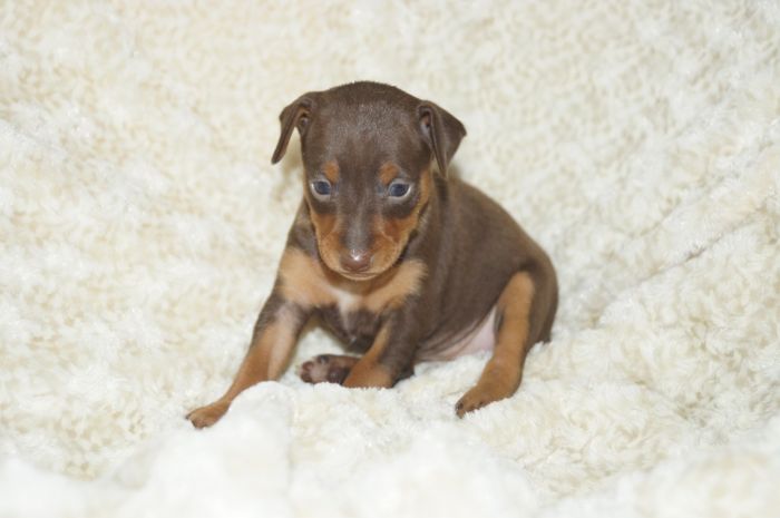 人気色！！【チョコタン】女の子（121502）ミニチュアピンシャー