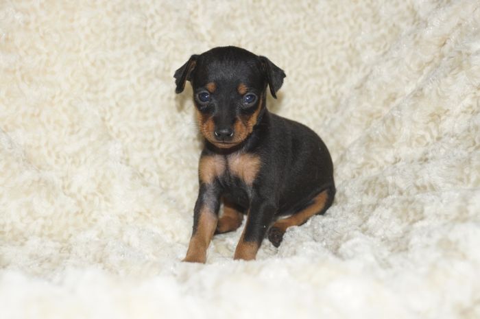 【ブラックタン】女の子（121302）ミニチュアピンシャー