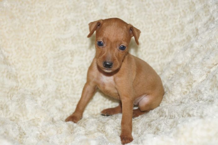 【レッド】男の子（121304）ミニチュアピンシャー