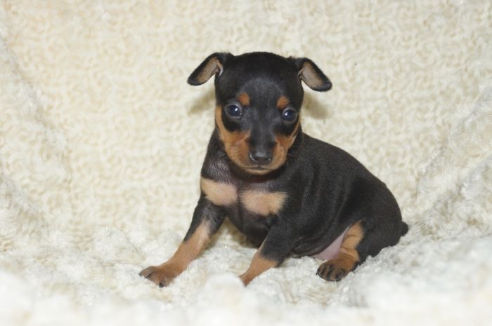 イケメン！！【ブラックタン】男の子（121401）ミニチュアピンシャー