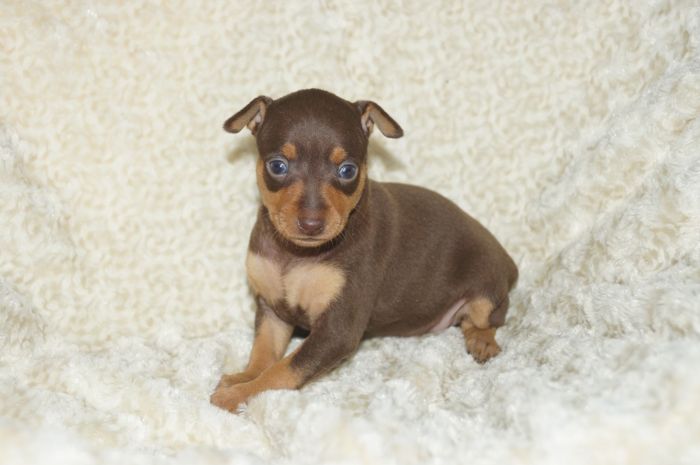 美人！！【チョコタン】女の子（121402）ミニチュアピンシャー