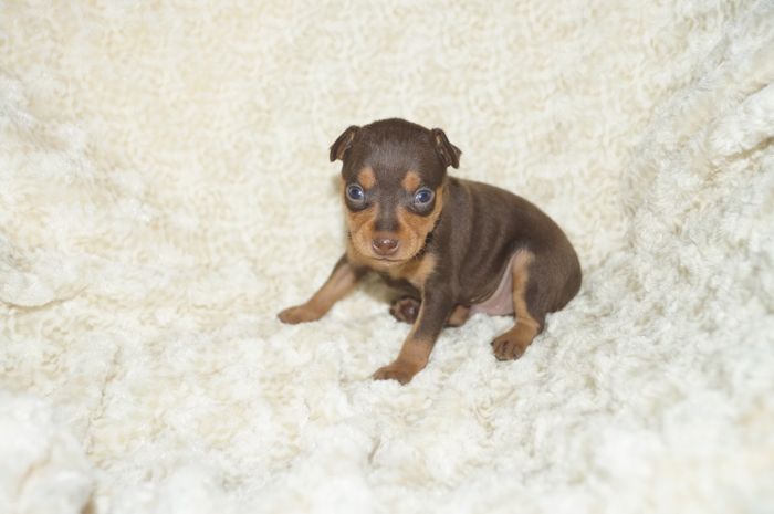 人気色！！【チョコタン】男の子（122202）ミニチュアピンシャー