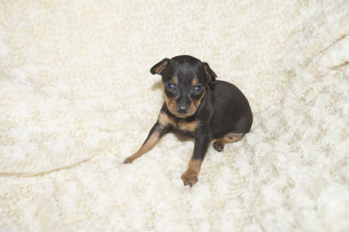 小ぶり！！【ブラックタン】女の子（122201）ミニチュアピンシャー