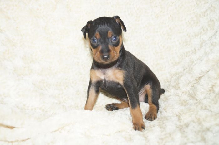 【ブラックタン】女の子（122302）ミニチュアピンシャー