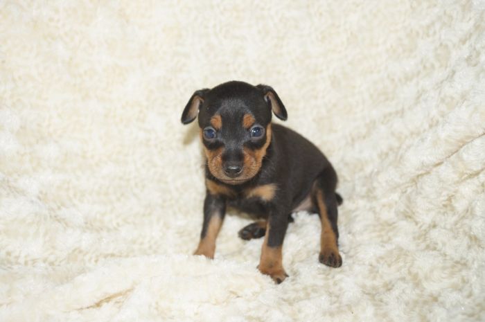 【ブラックタン】女の子（122301）ミニチュアピンシャー