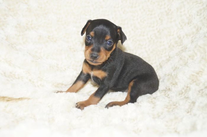 小ぶり！！【ブラックタン】女の子（122901）ミニチュアピンシャー