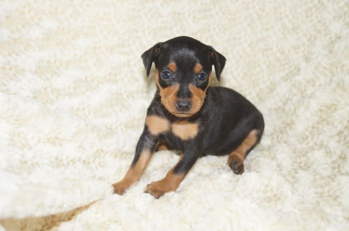 【ブラックタン】女の子（122902）ミニチュアピンシャー