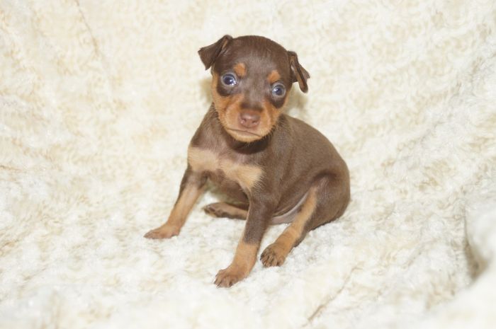 人気色小ぶり！！【チョコタン】男の子（010602）ミニチュアピンシャー