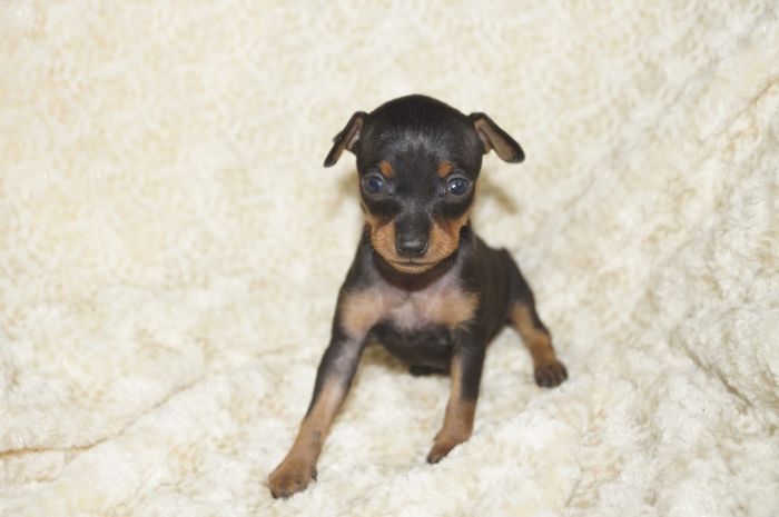 小ぶり！！【ブラックタン】女の子（010601）ミニチュアピンシャー