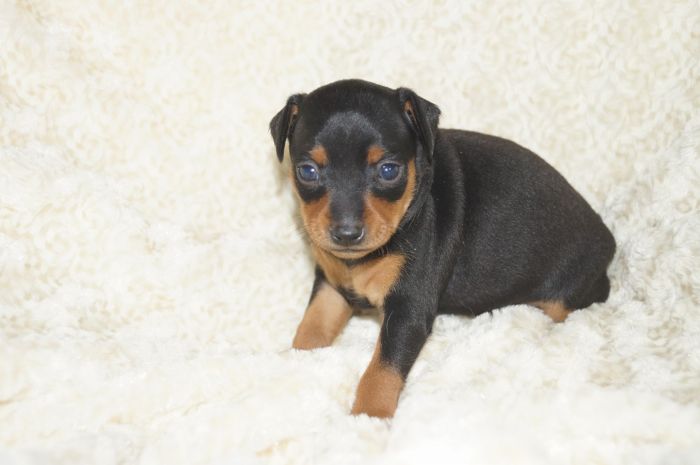 【ブラックタン】男の子（011901）ミニチュアピンシャー